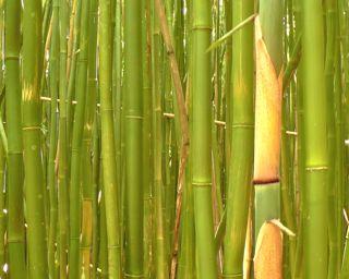 Bambus Detailfoto